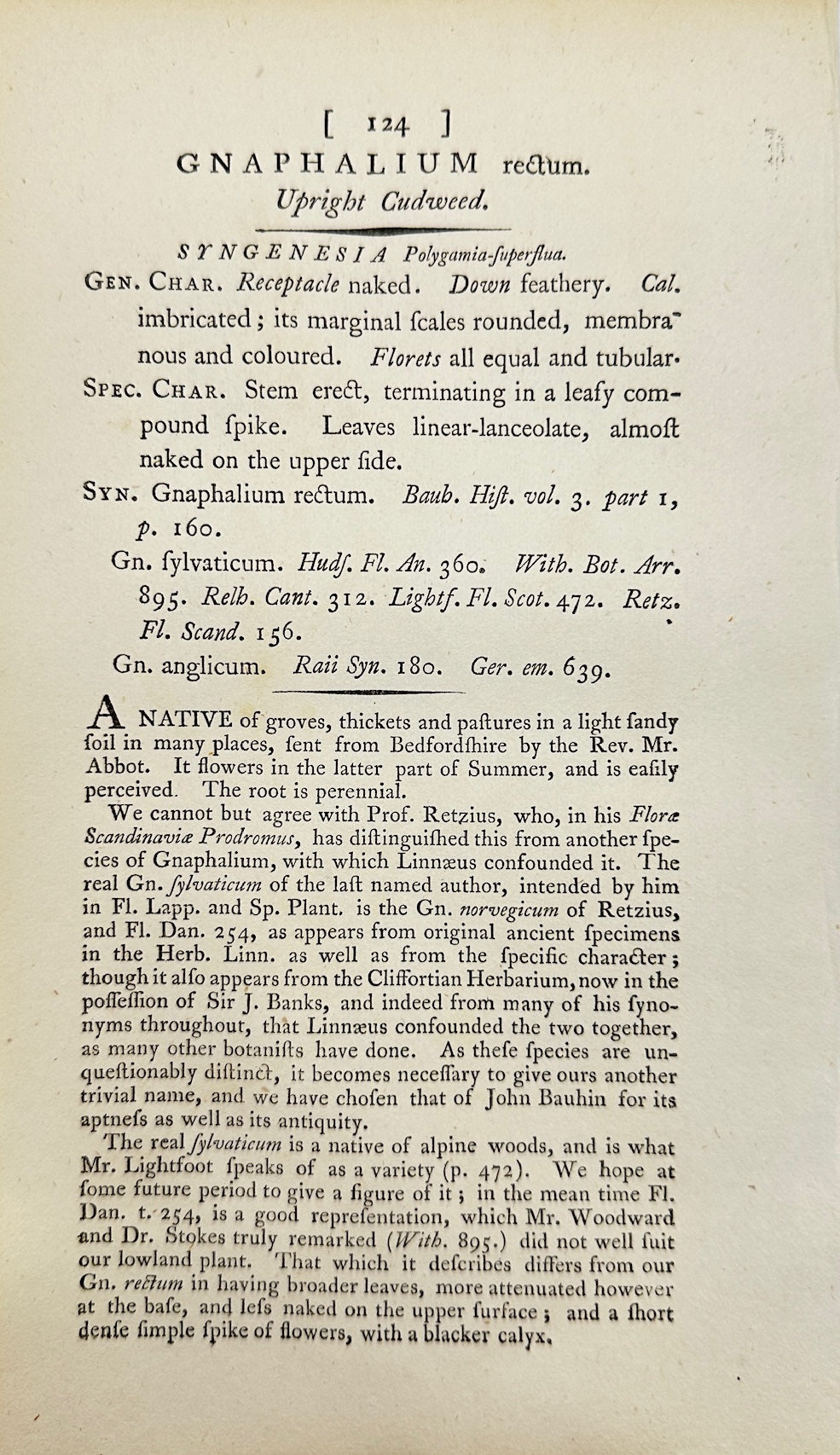 Antique Botanical Print - James Sowerby - Gnaphalium Rectum - Curly Cudweed - F1