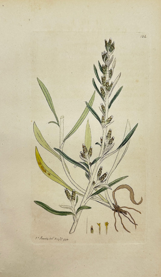 Antique Botanical Print - James Sowerby - Gnaphalium Rectum - Curly Cudweed - F1