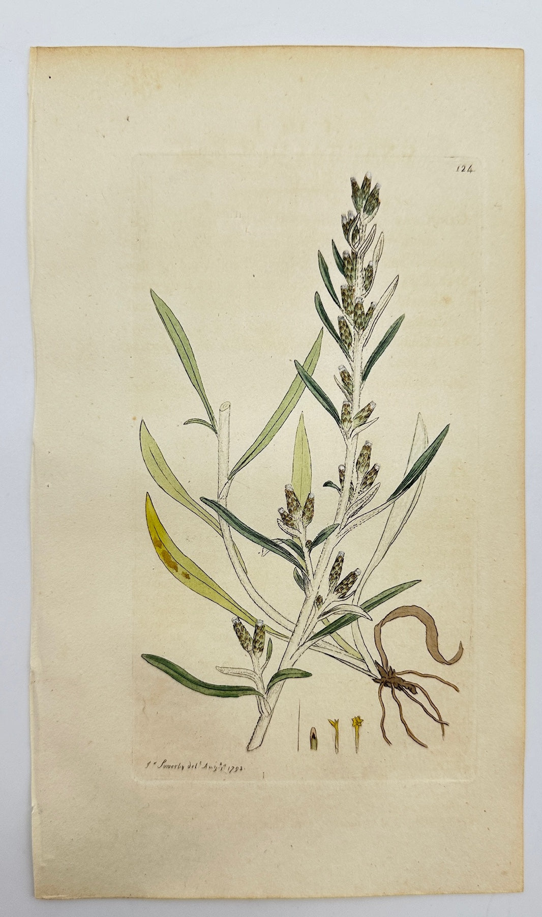 Antique Botanical Print - James Sowerby - Gnaphalium Rectum - Curly Cudweed - F1