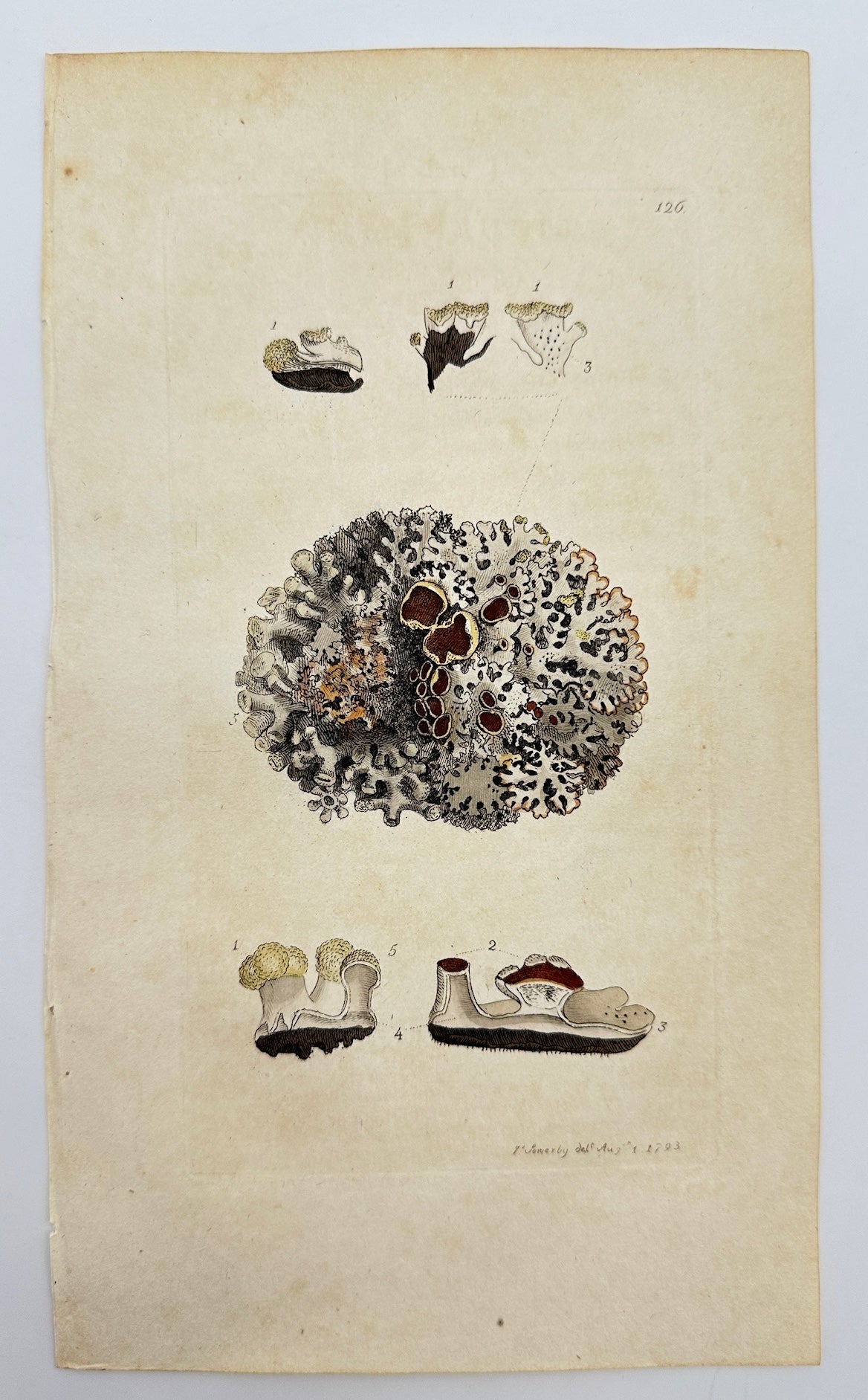 Antique Botanical Print - James Sowerby - Lichen Physodes - Physodes Lichen - F1