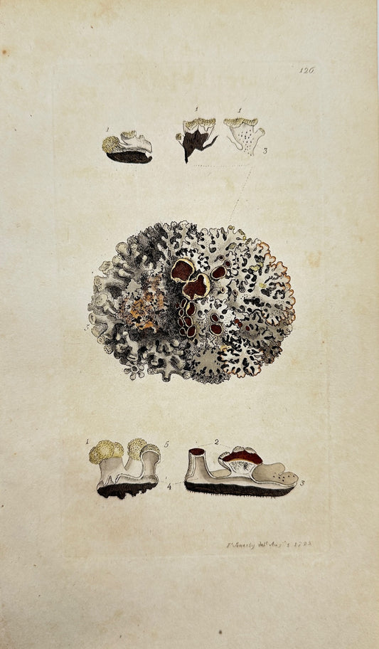 Antique Botanical Print - James Sowerby - Lichen Physodes - Physodes Lichen - F1