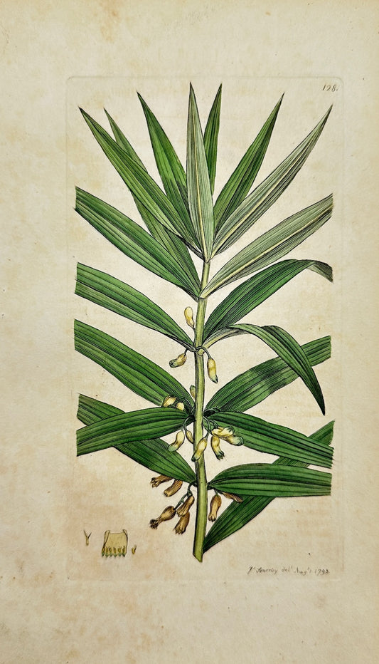 Antique Print - Sowerby - Convallaria Verticillata - Whorled Solomon's Seal - F1
