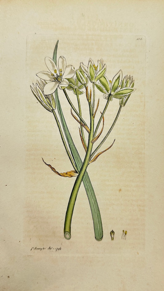 Antique Print - James Sowerby - Ornithogalum Umbellatum - Star of Bethlehem - F1