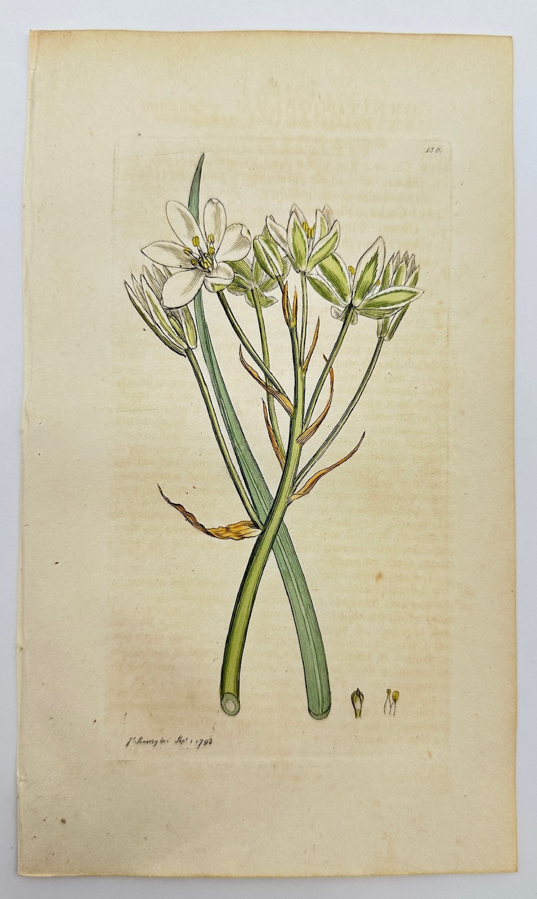 Antique Print - James Sowerby - Ornithogalum Umbellatum - Star of Bethlehem - F1
