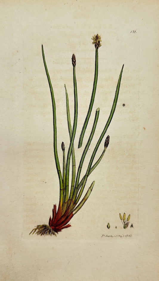 Antique Print - James Sowerby - Scirpus Palustris - Common Bulrush - F1