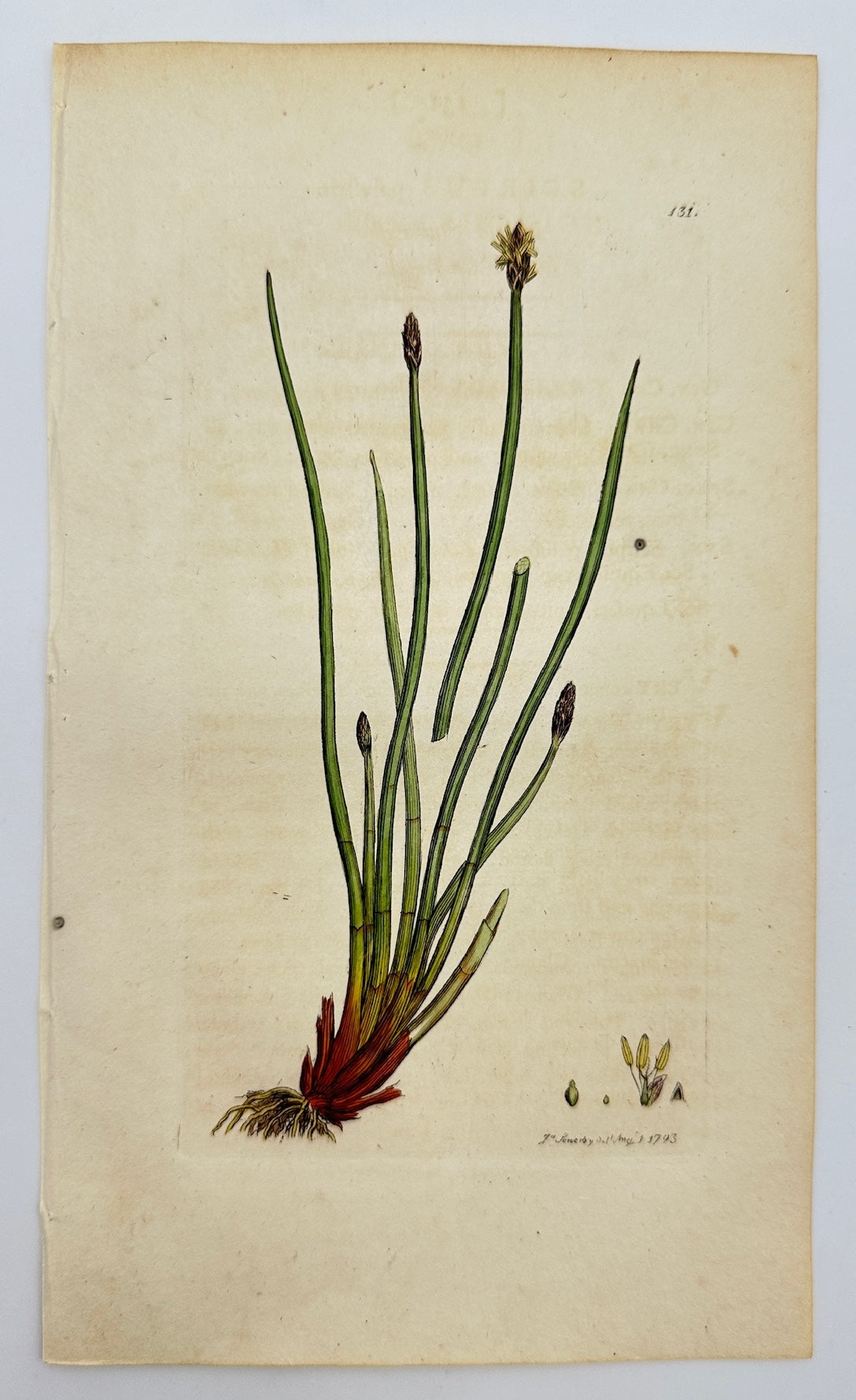 Antique Print - James Sowerby - Scirpus Palustris - Common Bulrush - F1
