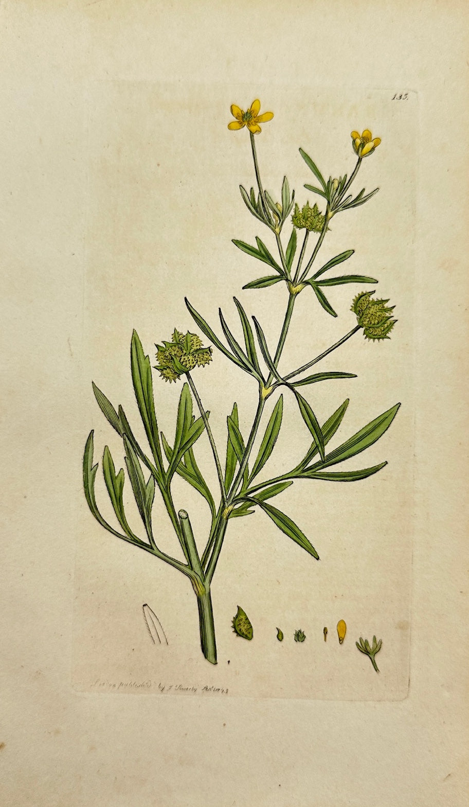 Antique Print - James Sowerby - Ranunculus Arvensis - Corn Buttercup - F1