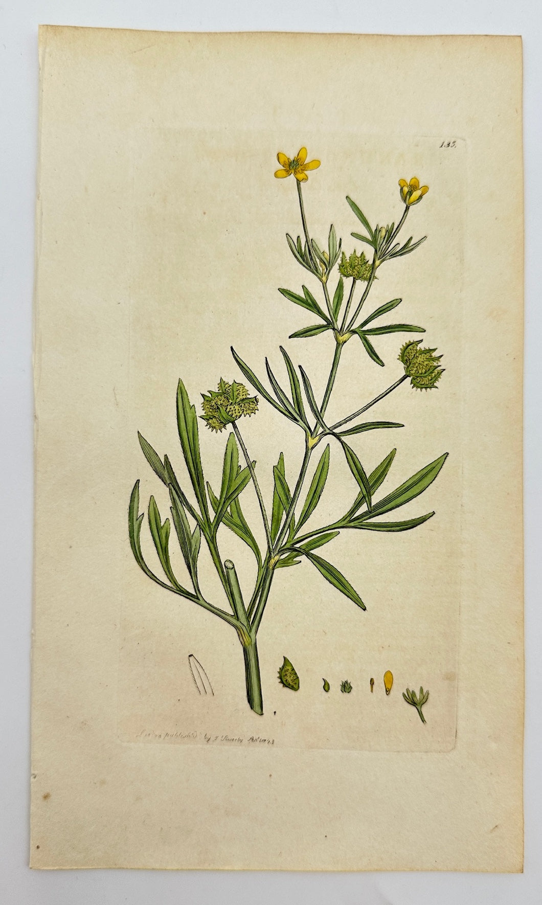 Antique Print - James Sowerby - Ranunculus Arvensis - Corn Buttercup - F1
