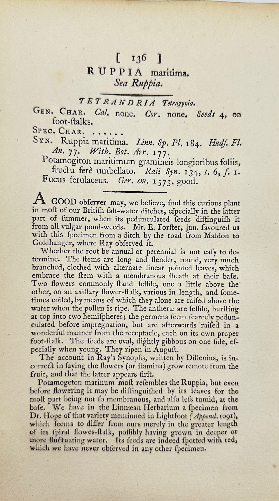 Antique Botanical Print - James Sowerby - Ruppia Maritima - Widgeon Grass - F1