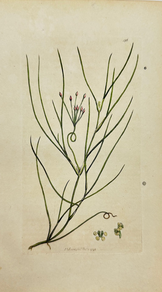 Antique Botanical Print - James Sowerby - Ruppia Maritima - Widgeon Grass - F1