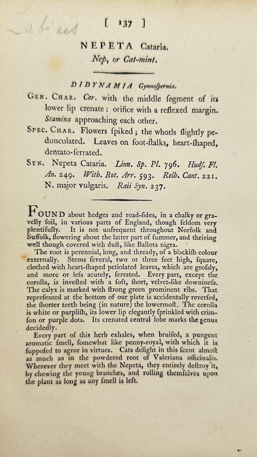 Antique Botanical Print - James Sowerby - Νereta Cataria - English Botany - F1