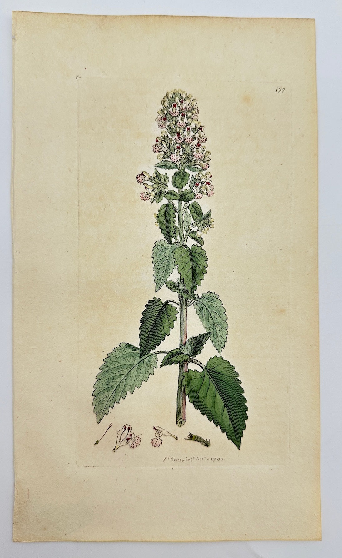 Antique Botanical Print - James Sowerby - Νereta Cataria - English Botany - F1