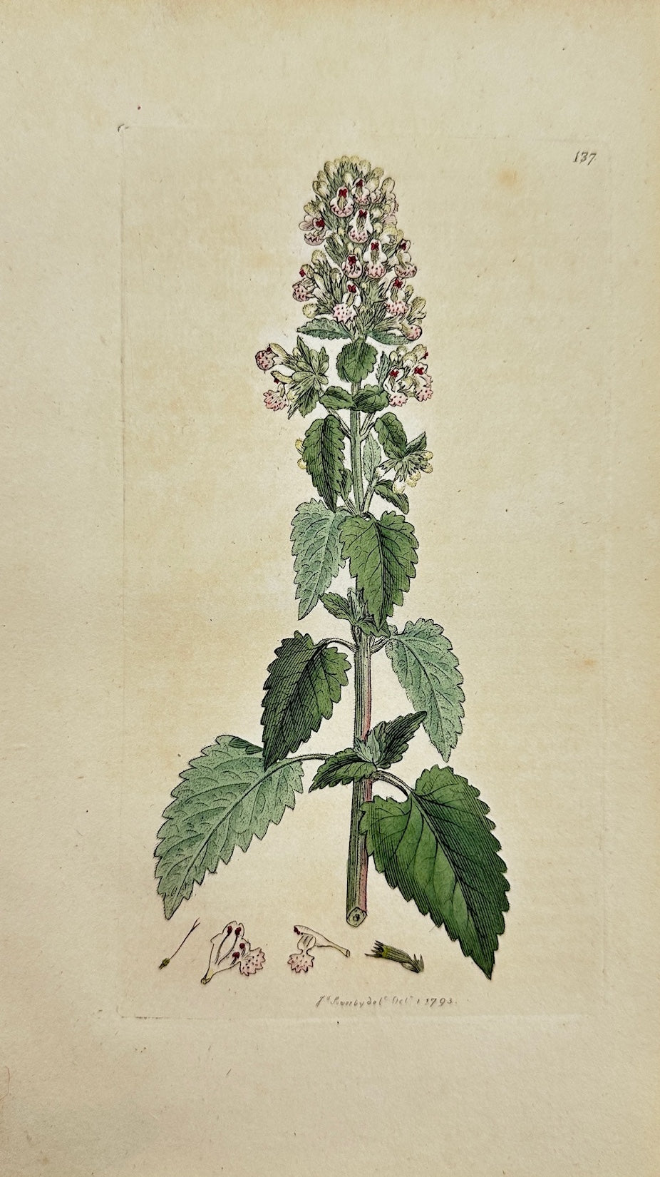 Antique Botanical Print - James Sowerby - Νereta Cataria - English Botany - F1