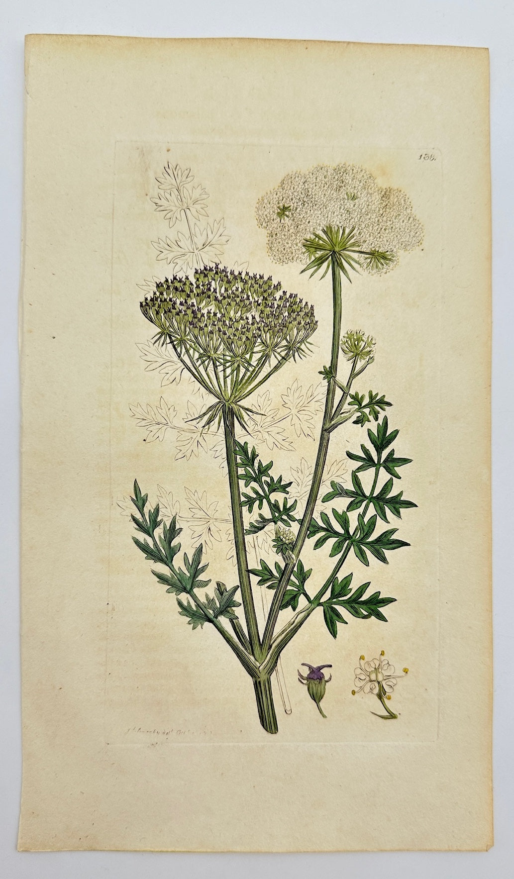 Antique Print - James Sowerby - Athamanta Libanotis - Mountain Caraway - F1