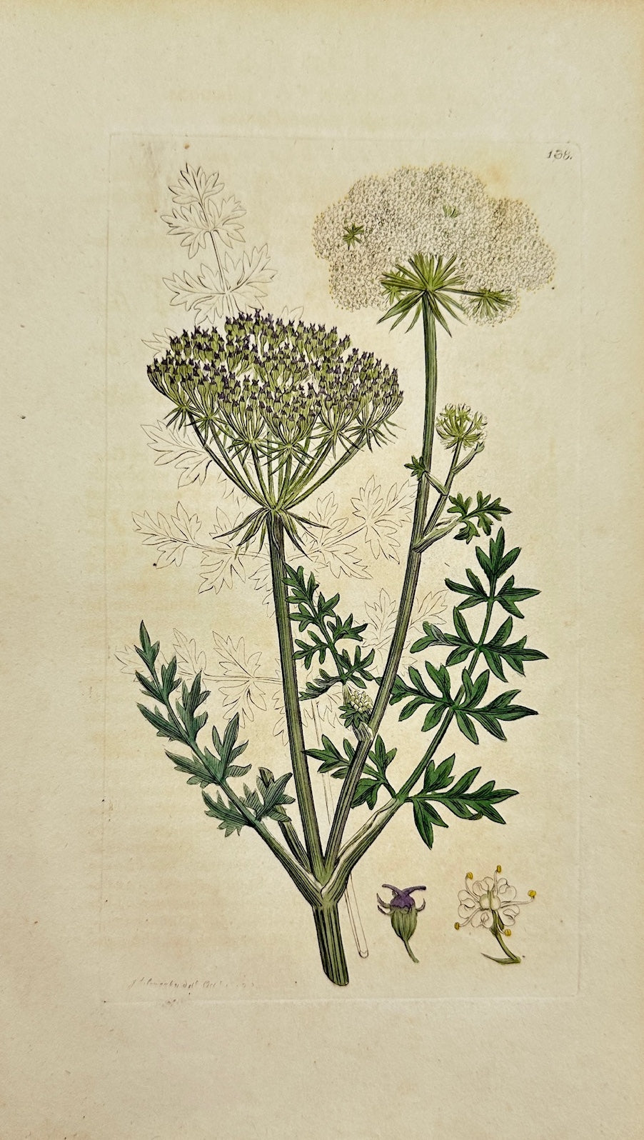 Antique Print - James Sowerby - Athamanta Libanotis - Mountain Caraway - F1