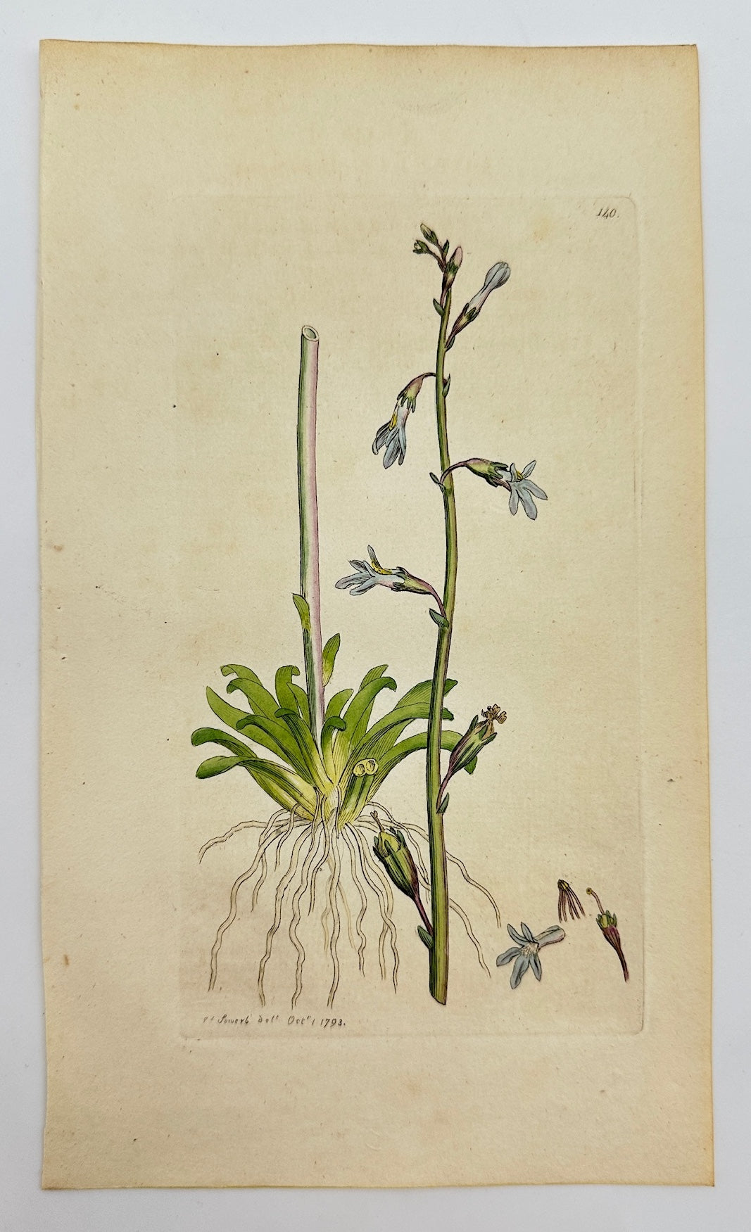 Antique Botanical Print - James Sowerby - Lobelia Dortmanna - Water Lobelia - F1