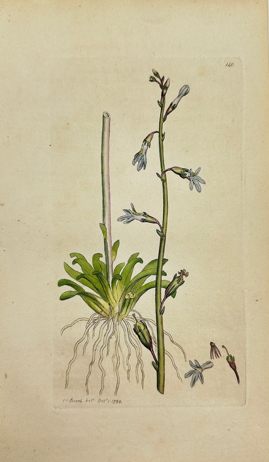Antique Botanical Print - James Sowerby - Lobelia Dortmanna - Water Lobelia - F1
