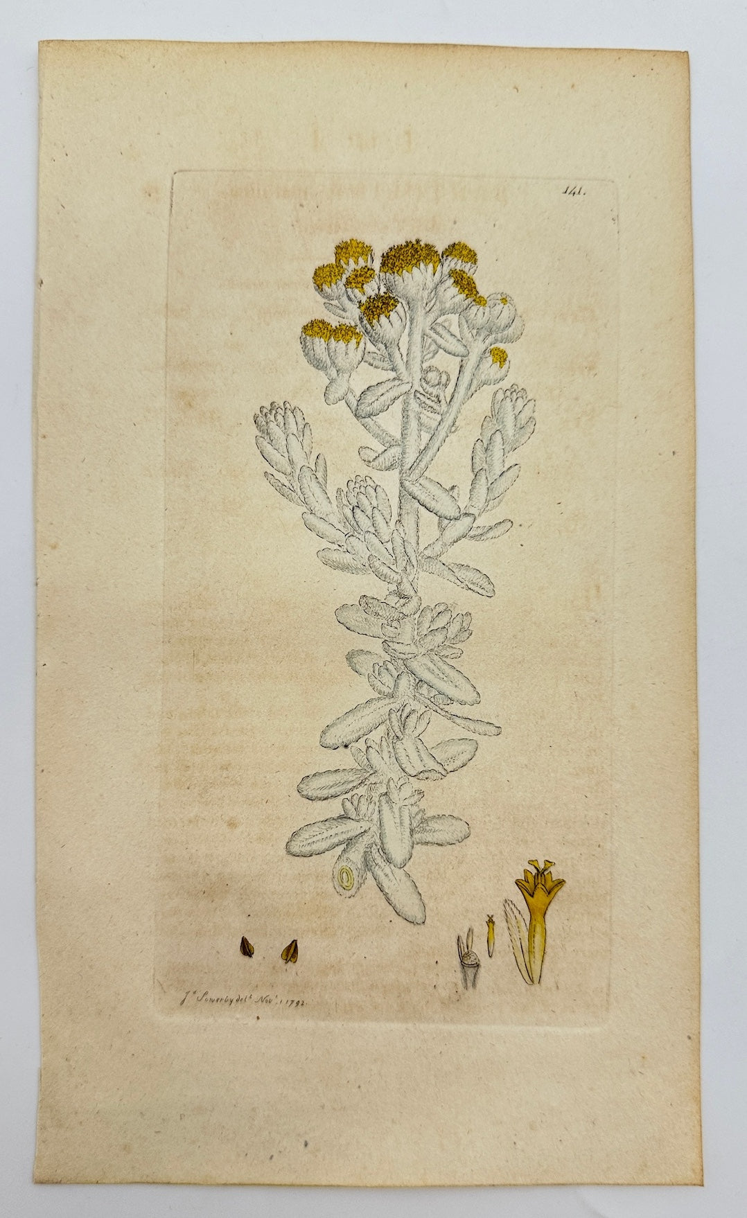 Antique Botanical Print - James Sowerby - Santolina Maritim - Sea Lavender - F1