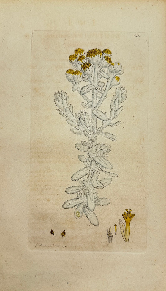 Antique Botanical Print - James Sowerby - Santolina Maritim - Sea Lavender - F1