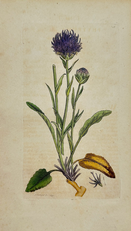 Antique Print - Sowerby - Phyteuma Orbicularis - Round-headed Rampion - F1