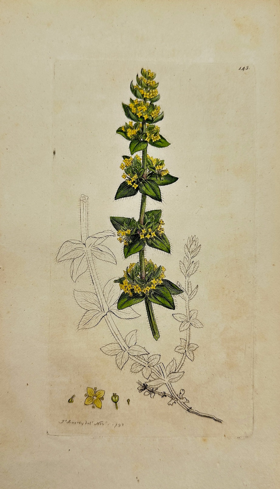 Antique Botanical Print - James Sowerby - Galium Cruciatum - Crosswort - F1