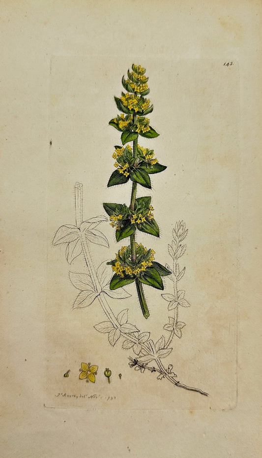 Antique Botanical Print - James Sowerby - Galium Cruciatum - Crosswort - F1