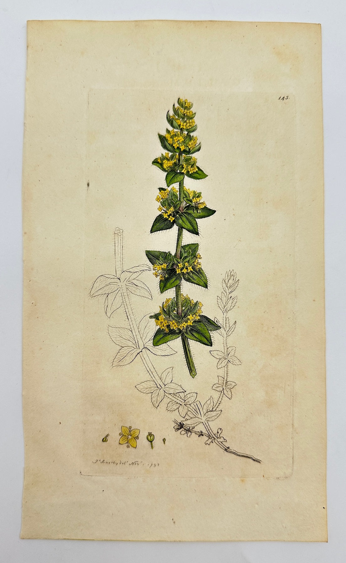 Antique Botanical Print - James Sowerby - Galium Cruciatum - Crosswort - F1