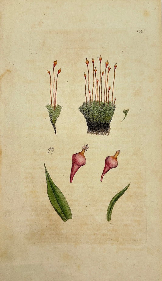 Antique Print - Sowerby - Splachnum Ampullaceum - Bottle-shaped Moss - F1