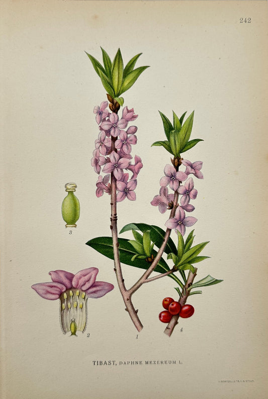 Antique Botanical Print - Carl Lindman - Daphne Mezereum - Mezereon - F4