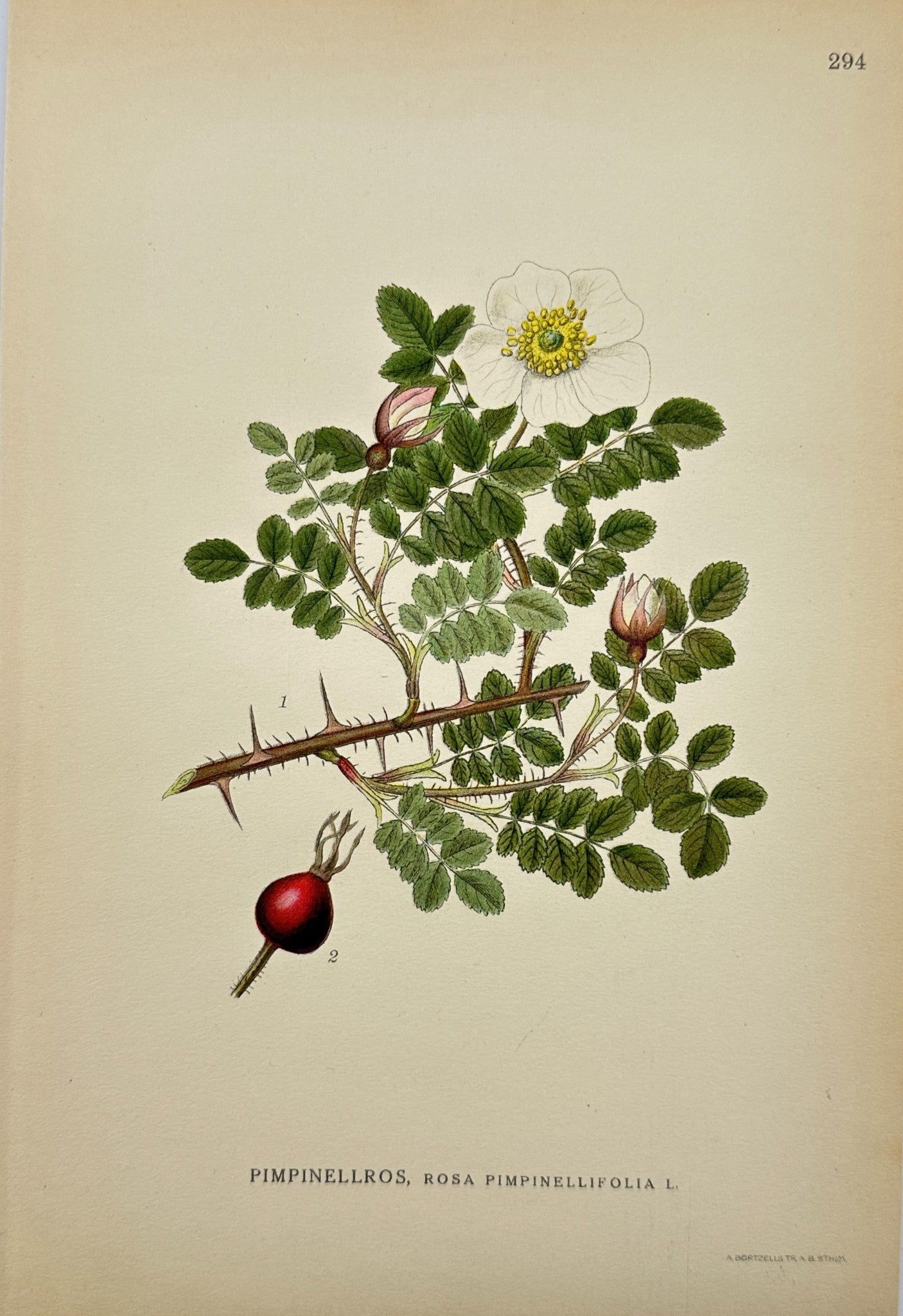 Antique Botanical Print - Carl Lindman - Rosa Pimpinellifolia - Burnet Rose - F4