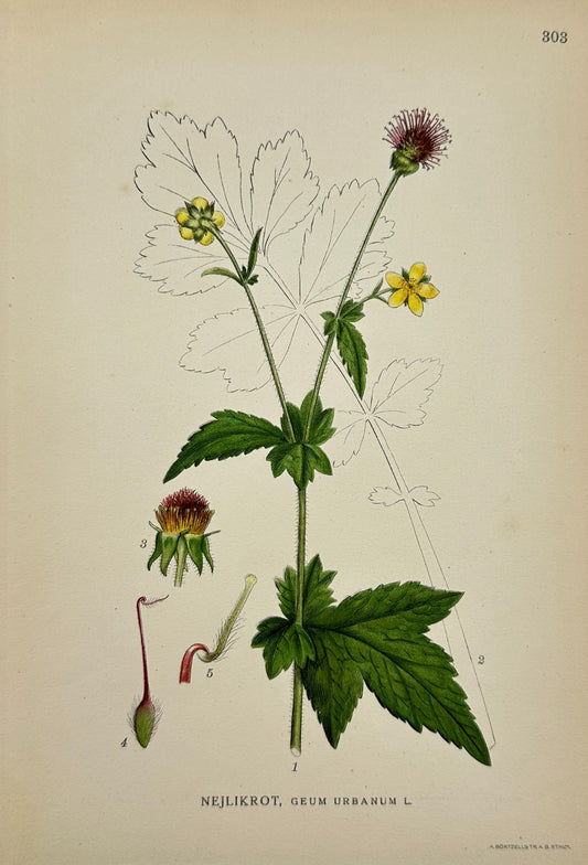 Antique Botanical Print - Northern Flora - Geum Urbanum - Wood Avens - F4