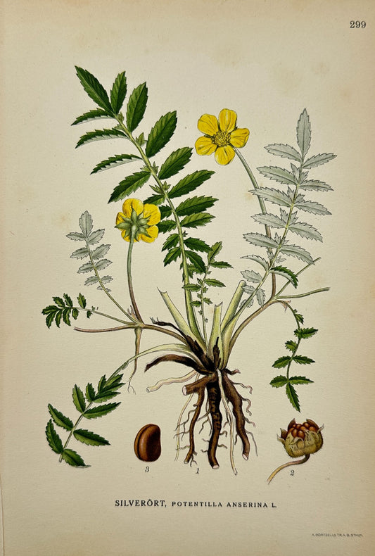 Antique Botanical Print - Carl Lindman - Potentilla Anserina - Silverweed - F4