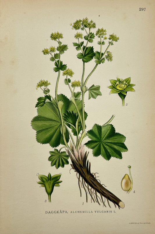 Antique Botanical Print - C. Lindman - Alchemilla Vulgaris - Lady's Mantle - F4