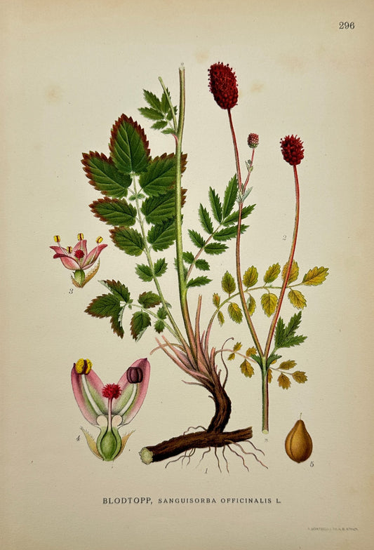 Original Antique Botanical Print - Sanguisorba Officinalis - Great Burnet - F4
