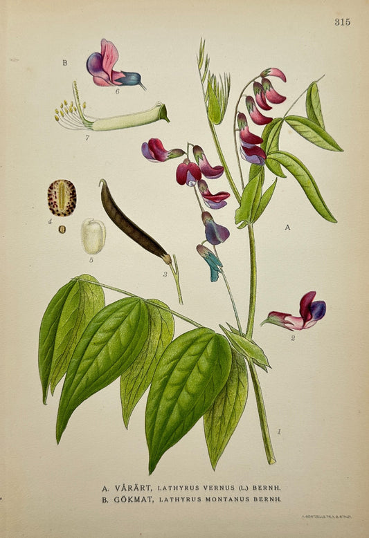 Original Antique Botanical Print - Mountain Vetchling And Spring Vetchling - F4