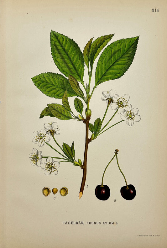Antique Botanical Print - Northern Flora - Sweet Cherry - Prunus Avium - F4