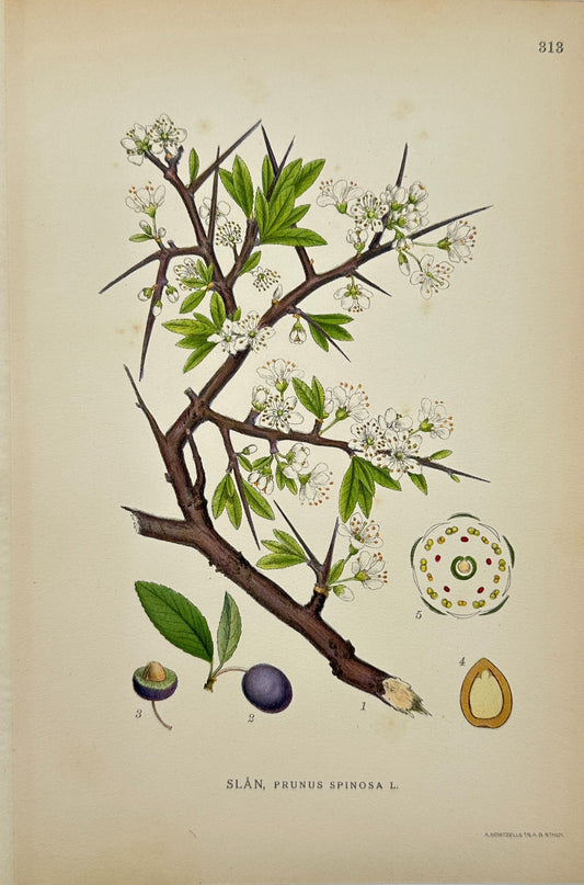 Antique Botanical Print - Northern Flora - Prunus Spinosa - Blackthorn - F4