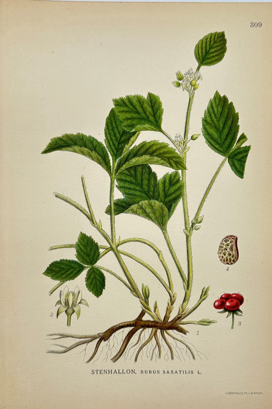 Antique Botanical Print - Northern Flora - Rubus Saxatilis - Stone Bramble - F4