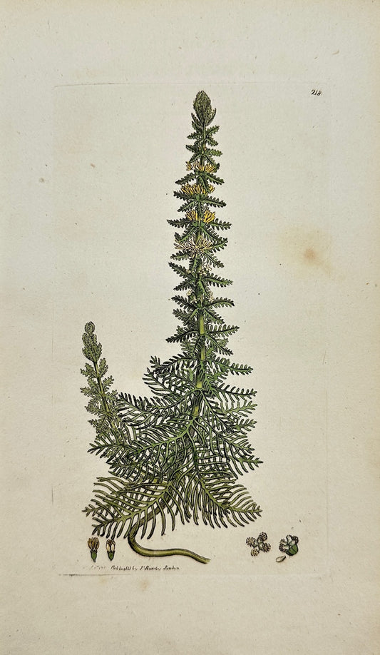 Antique Botanical Print - Myriophyllum Verticillatum - Whorled Watermilfoil - F1