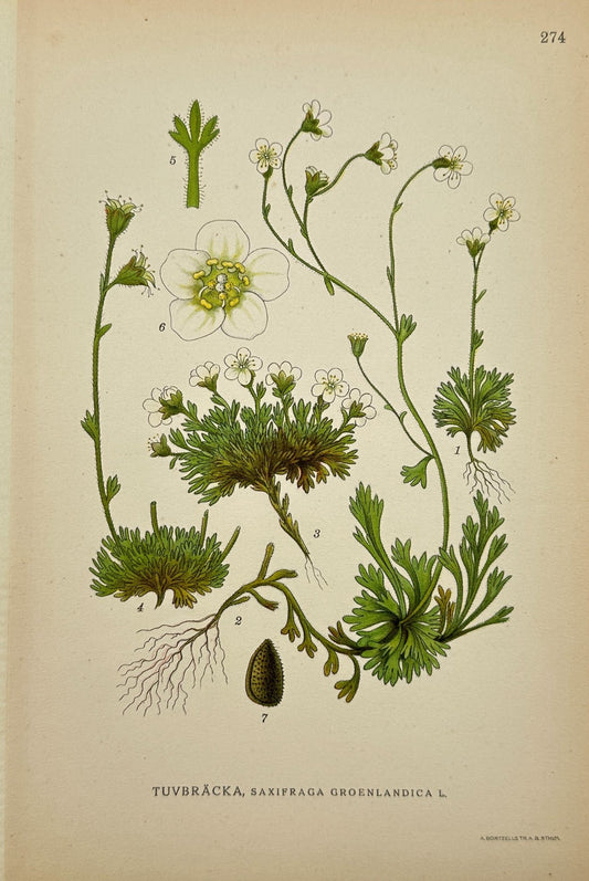 Antique Botanical Print - Saxifraga Groenlandica - Greenland Saxifrage - F4