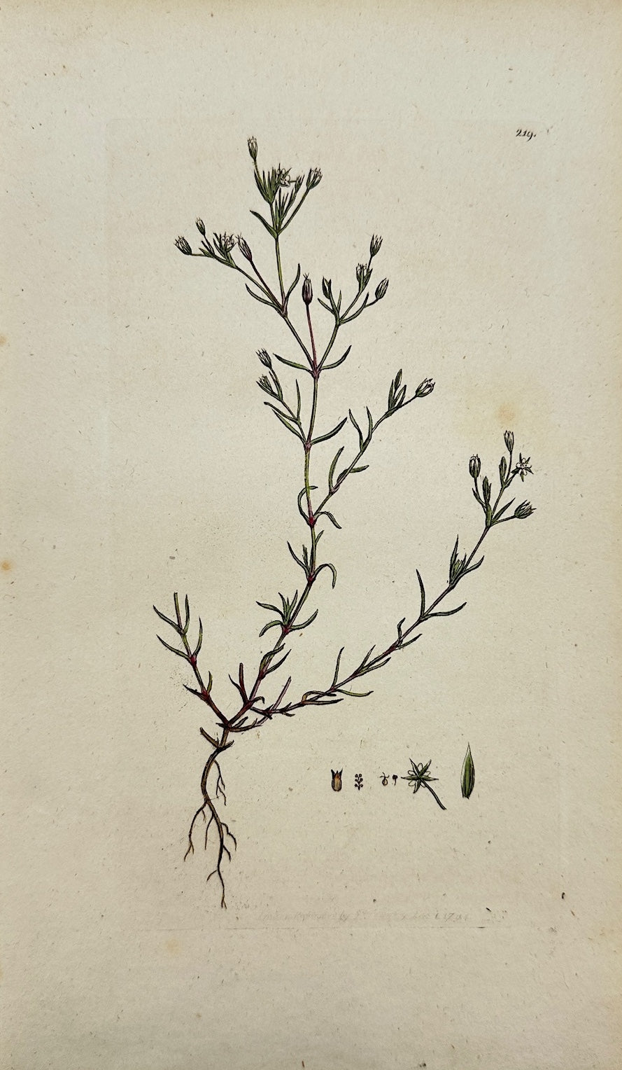 Antique Print - Sowerby - Arenaria Tenuifolia - Fine-leaved Sandwort - F1