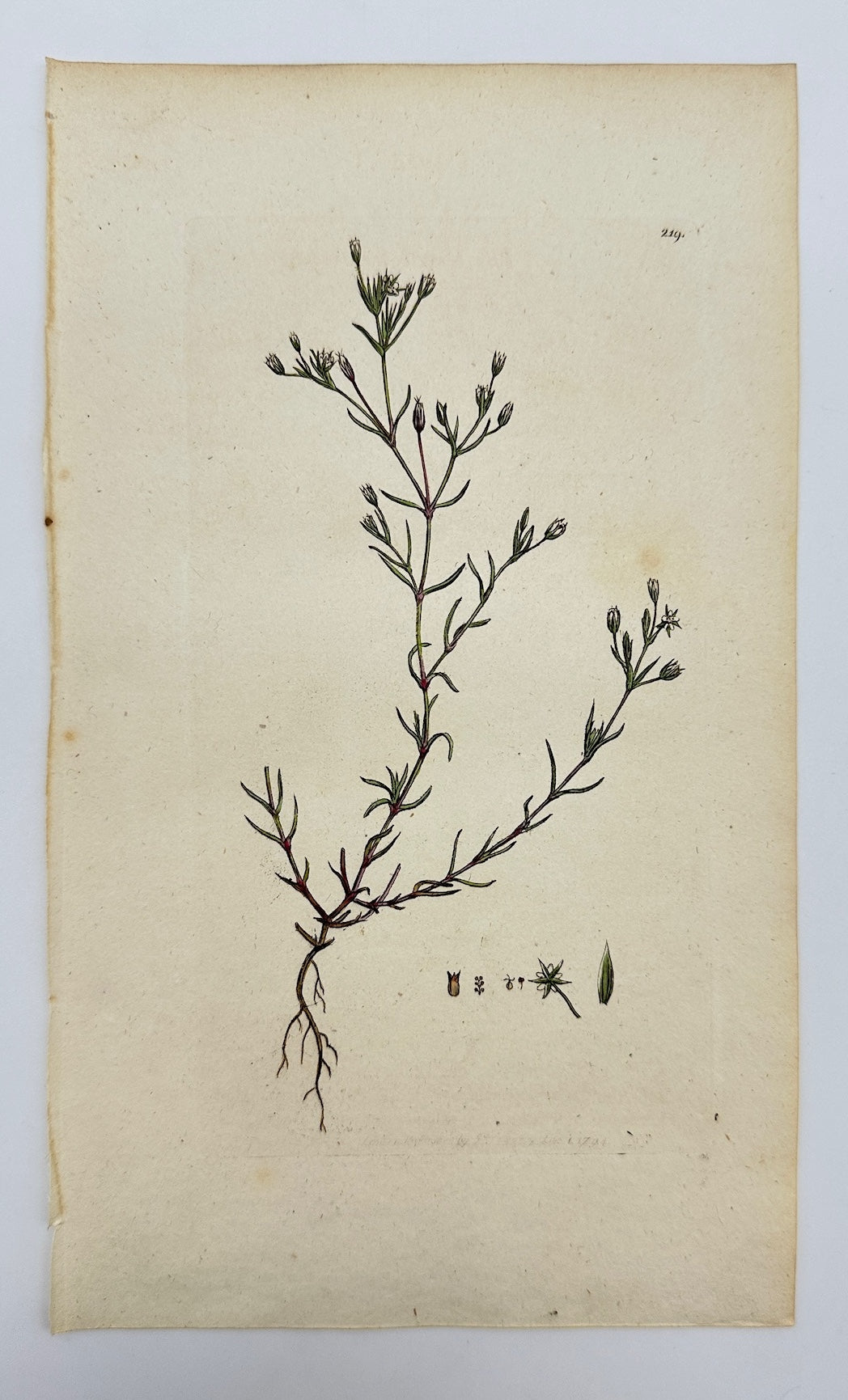 Antique Print - Sowerby - Arenaria Tenuifolia - Fine-leaved Sandwort - F1