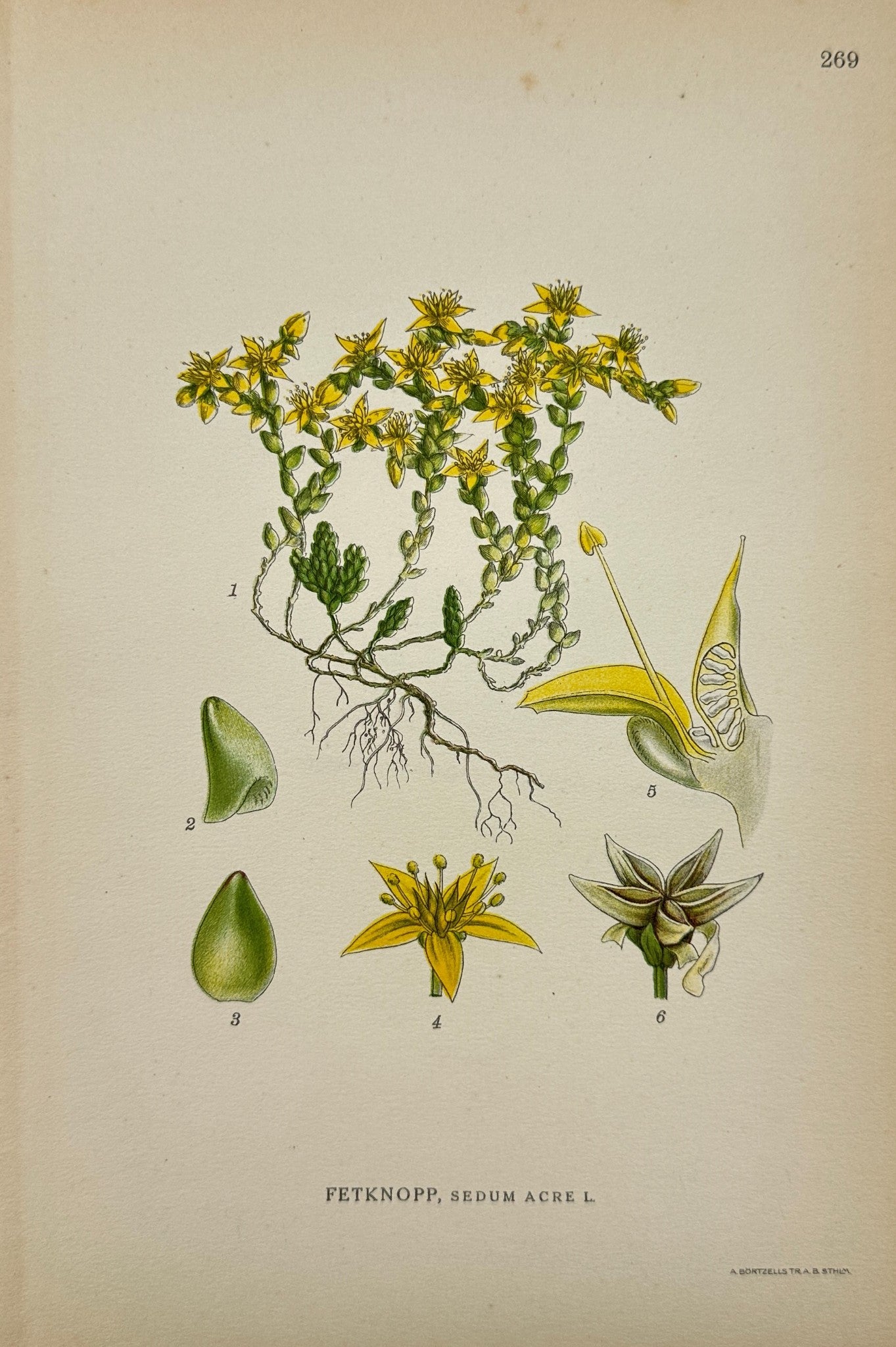 Antique Botanical Print - Northern Flora - Sedum Acre - Golden moss - F4