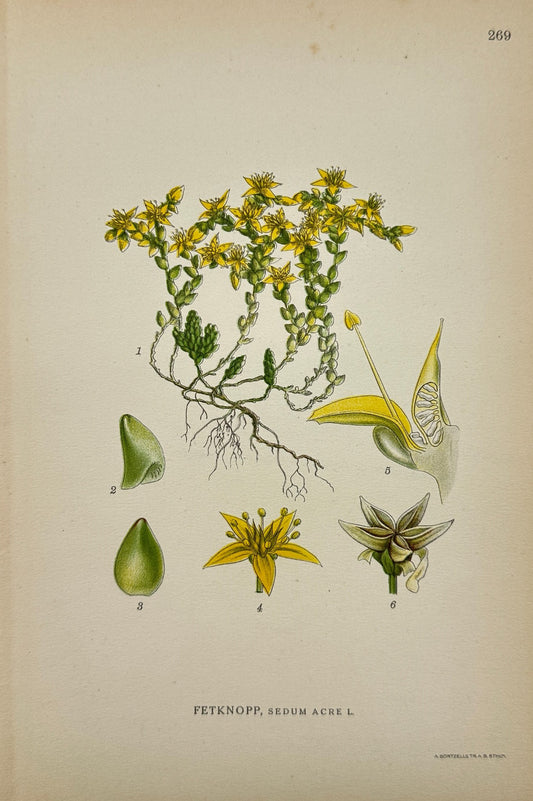 Antique Botanical Print - Northern Flora - Sedum Acre - Golden moss - F4