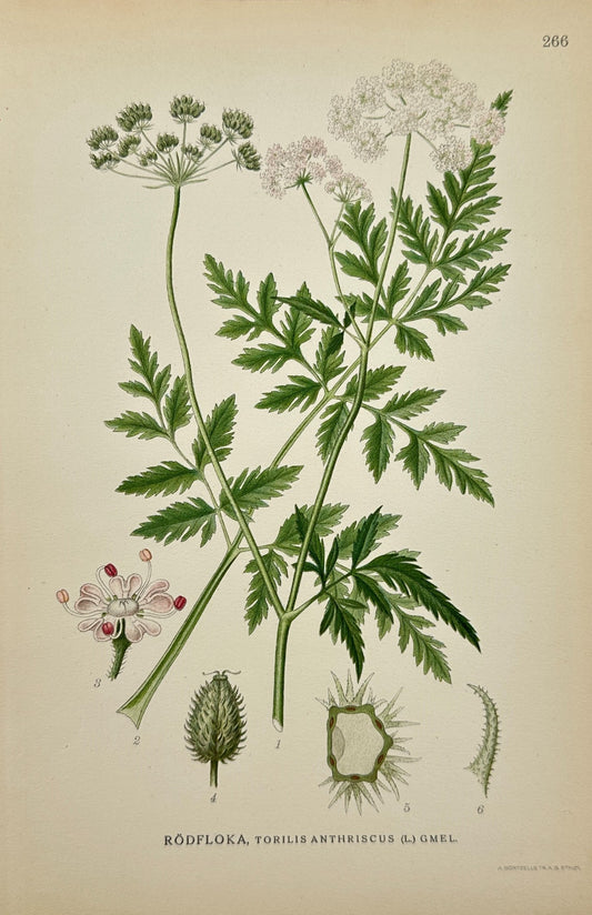 Antique Botanical Print - Torilis Anthriscus - Upright Hedge Parsley - F4