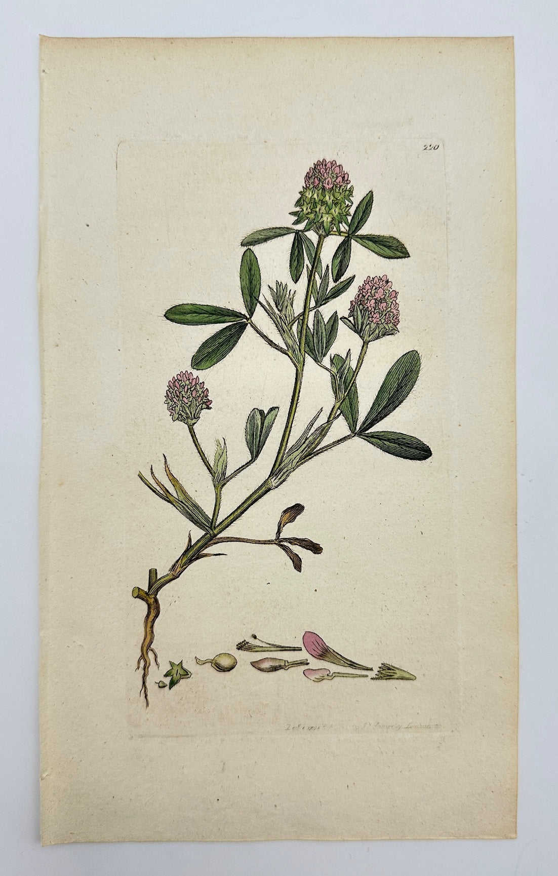 Antique Botanical Print - James Sowerby - Trifolium Maritimum - Sea Clover - F1