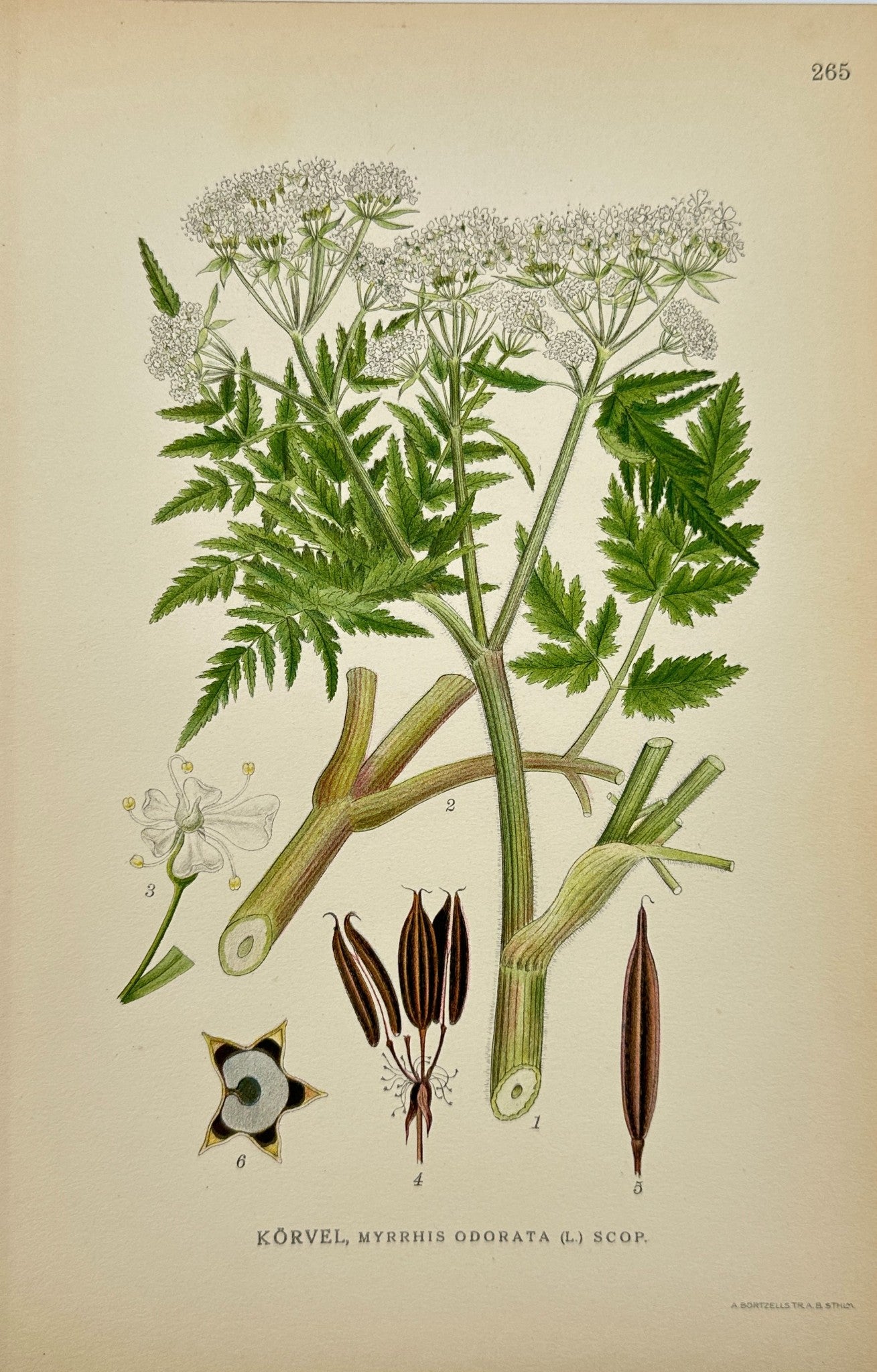 Antique Botanical Print - C. Lindman - Myrrhis Odorata - Sweet Cicely - F4
