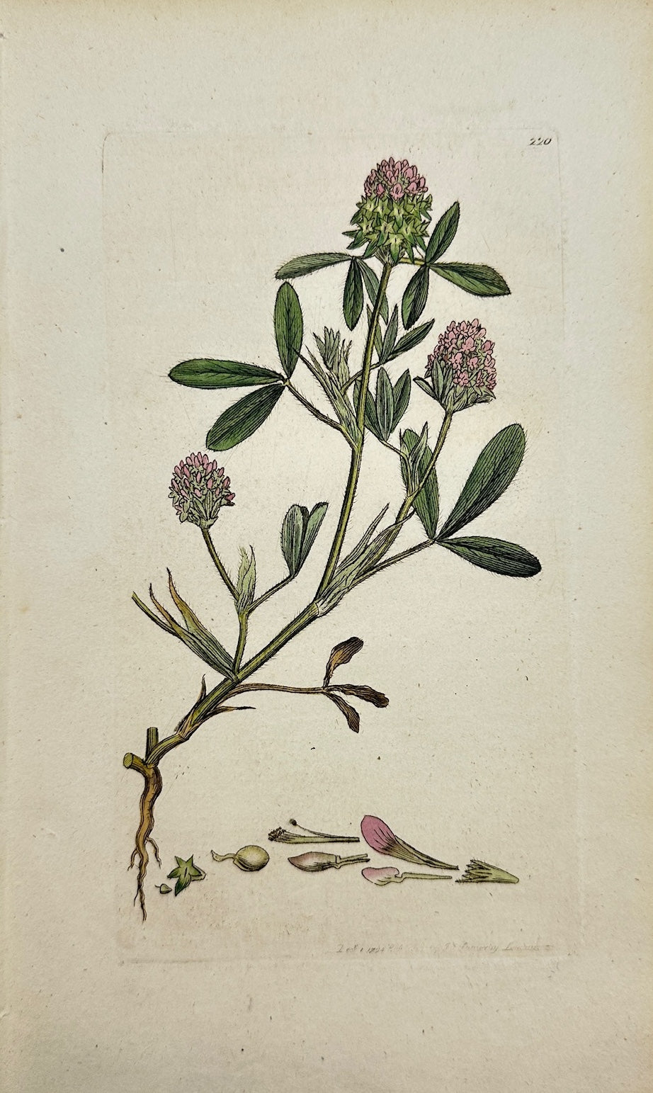 Antique Botanical Print - James Sowerby - Trifolium Maritimum - Sea Clover - F1