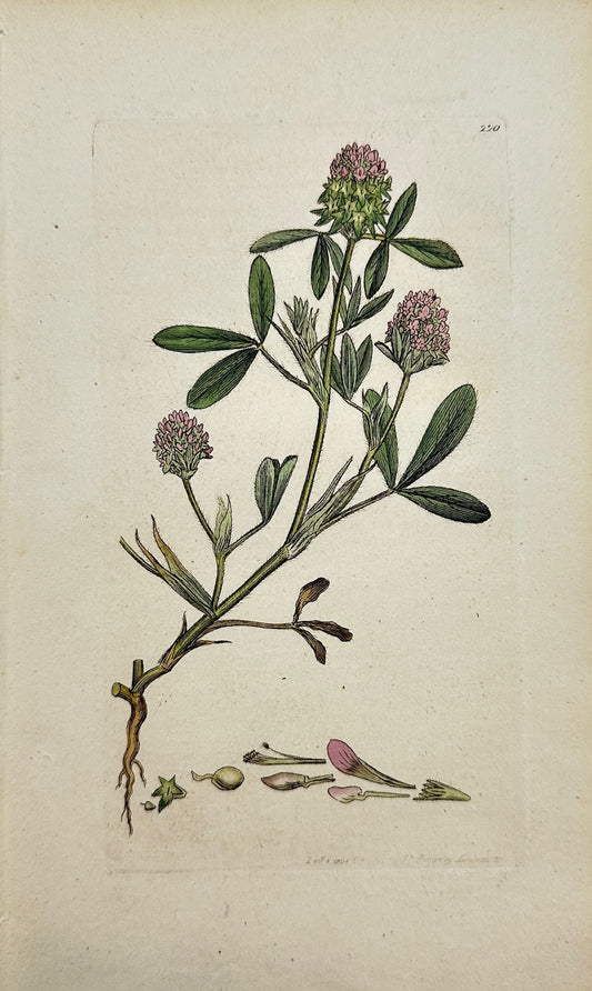 Antique Botanical Print - James Sowerby - Trifolium Maritimum - Sea Clover - F1