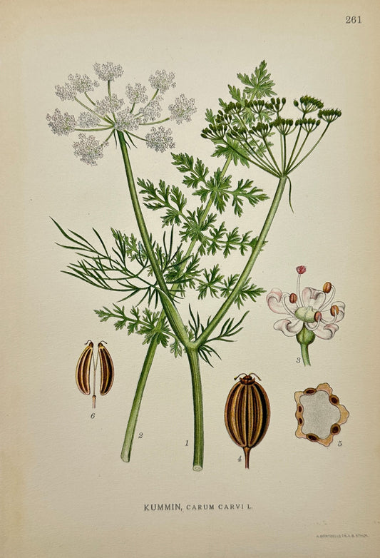 Original Antique Botanical Print - Northern Flora - Carum Carvi - Caraway - F4